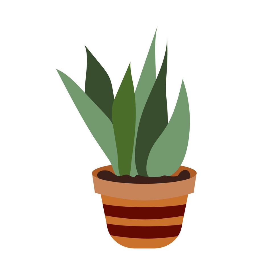 Potted Sansevieria, snake plant. A beautiful deciduous plant. Botanical theme. Decorative summer garden flowers.Green home tongue-leaf decor. Flat style vector illustration. White isolated background.