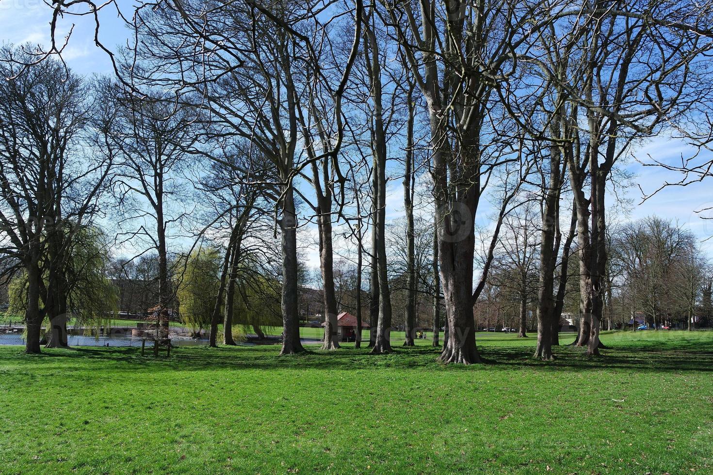 Low Angle View of Tree and Branches at Local Park photo