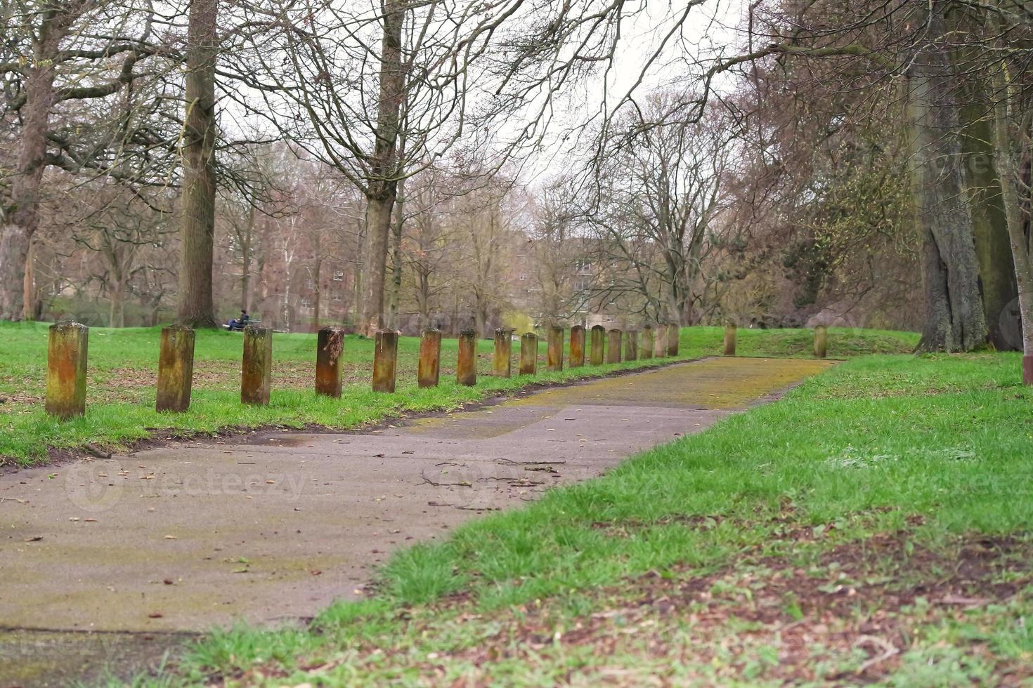 Low Angle View of Tree and Branches at Local Park photo