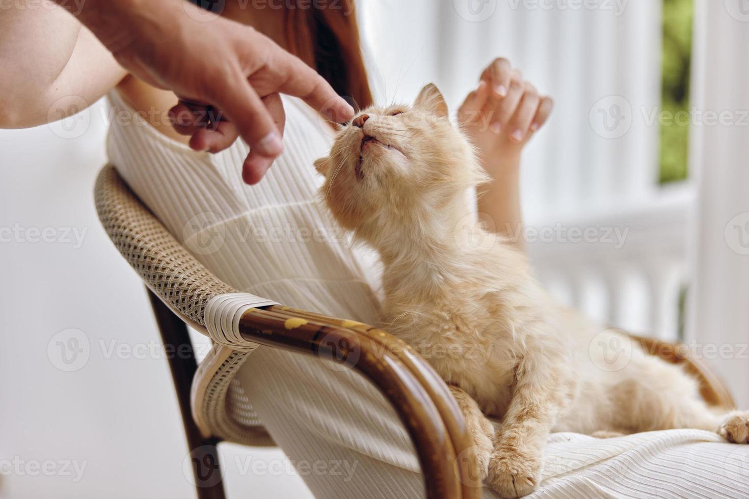beautiful woman sitting on the terrace with a cat Relaxation concept photo