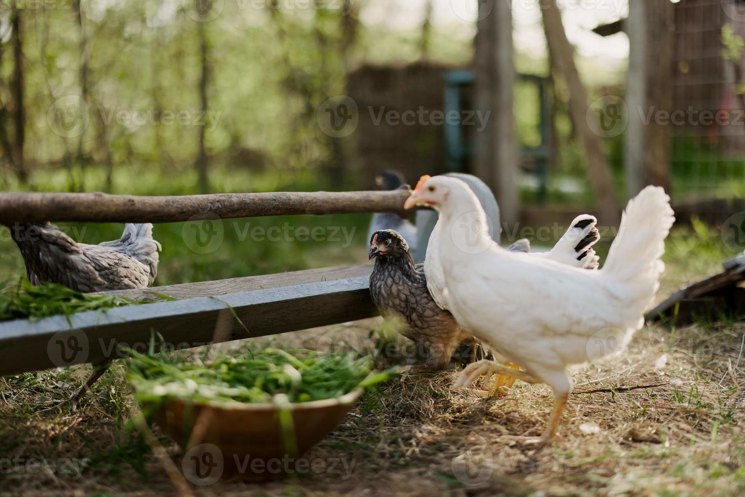 Young healthy chickens go from feeders at the farm organic grass and corn feed for better health in nature photo