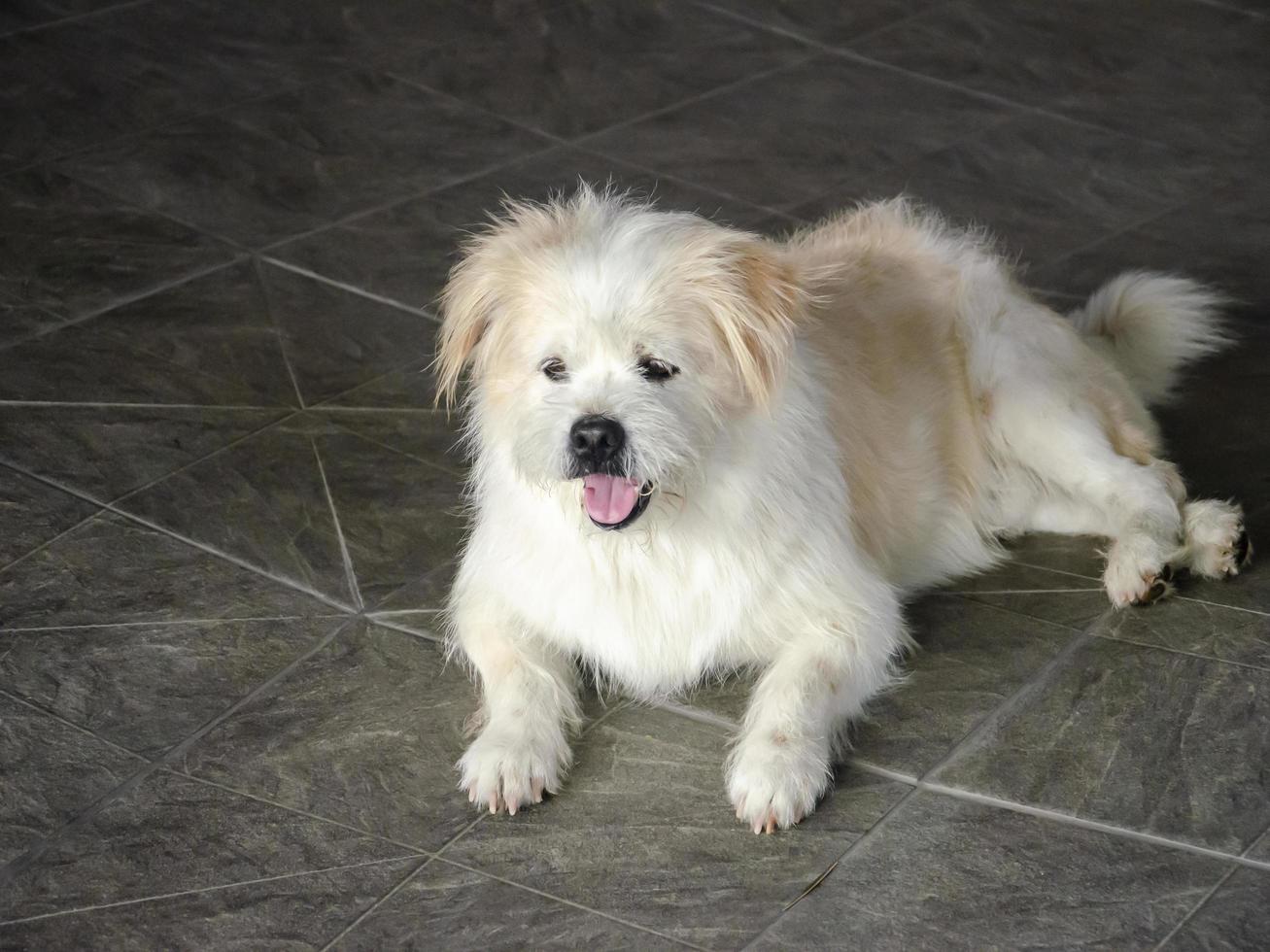 Abandoned white dog left alone out of the house, poor and sad photo