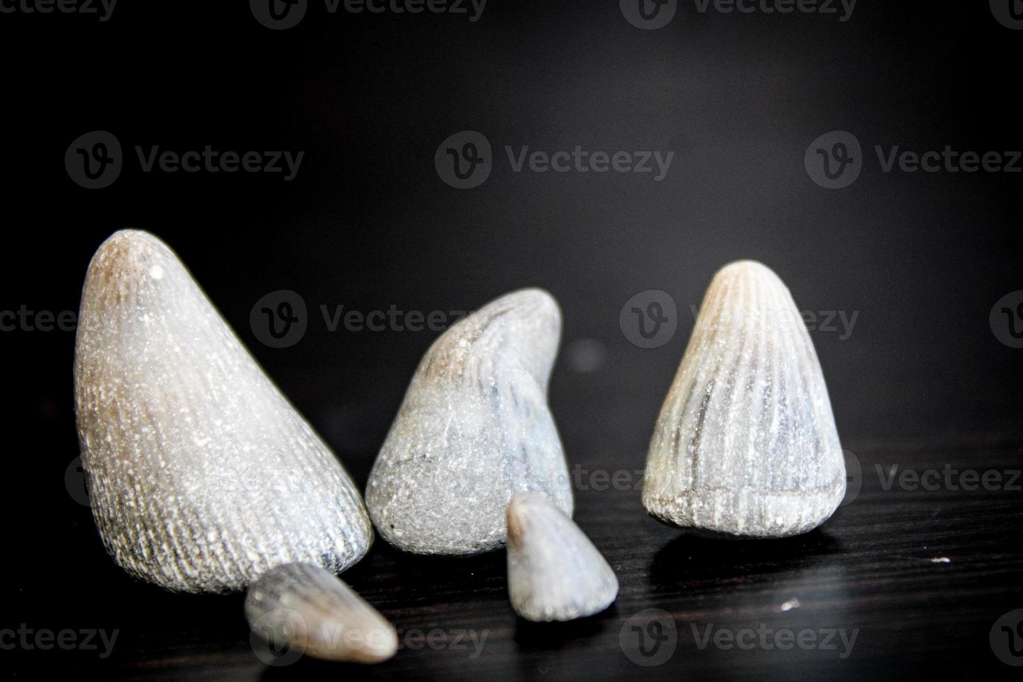 A Pile Of Fossil Layed Out On A Table With A Dark Background. photo