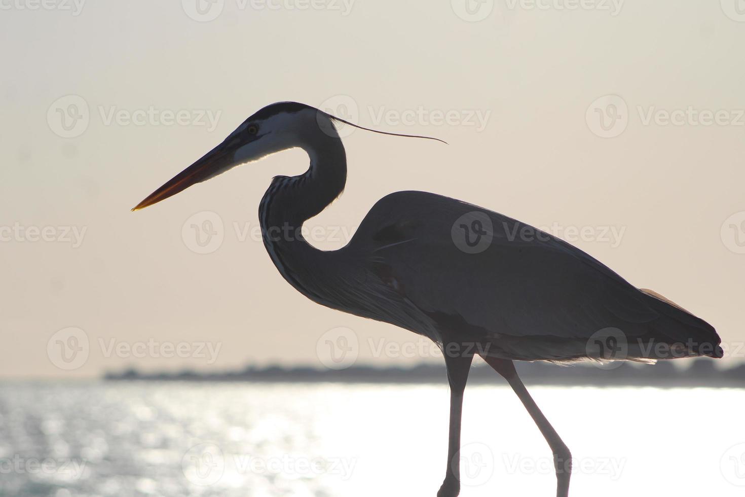 Great Blue Heron Around The Seashore photo