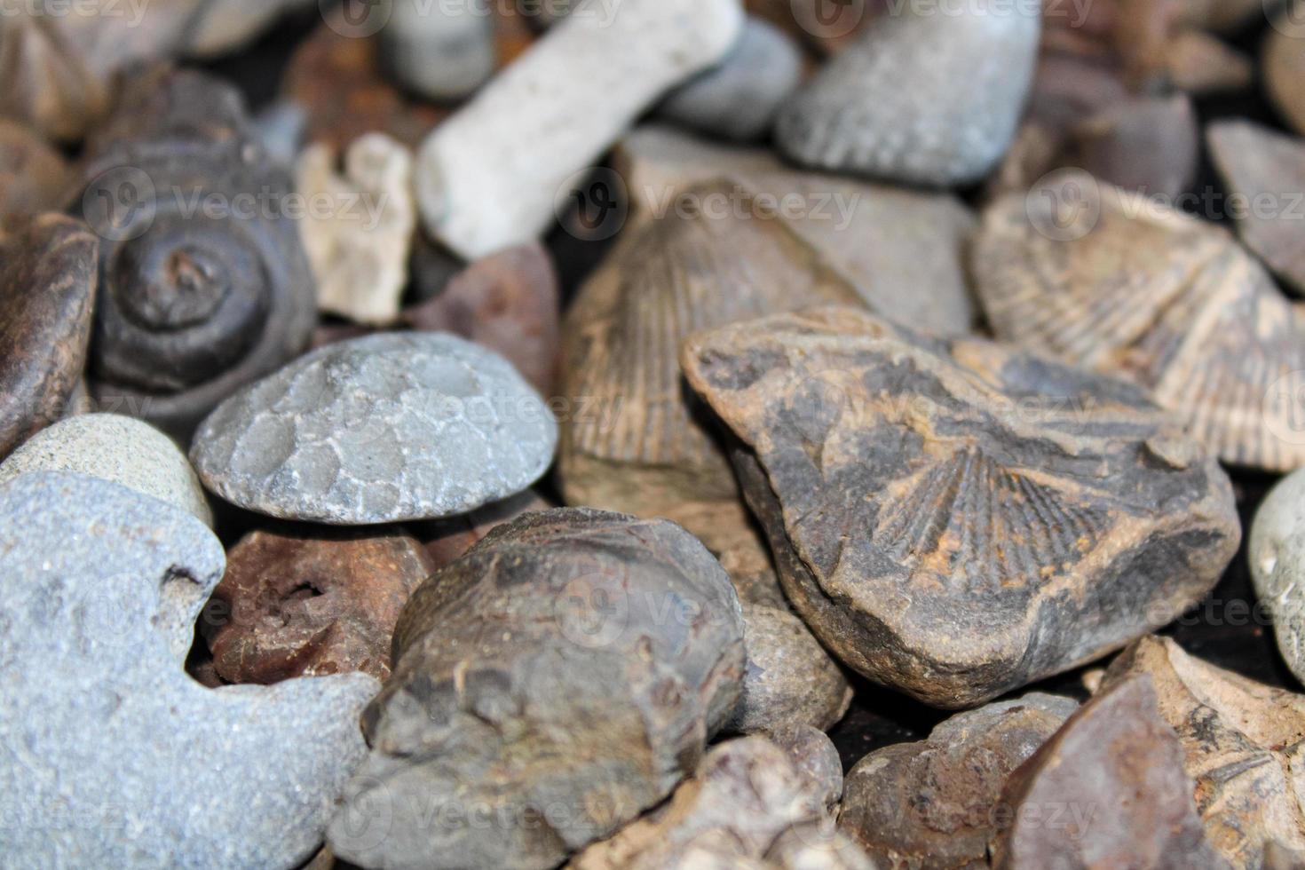 A Pile Of Fossil Layed Out On A Table With A Dark Background. photo