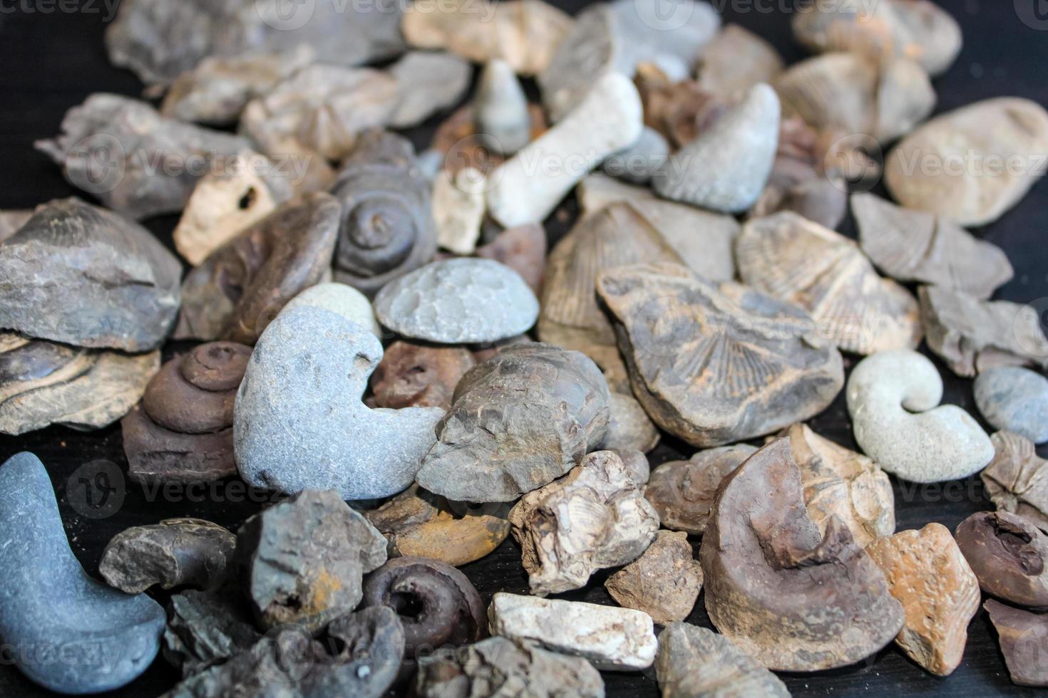 A Pile Of Fossil Layed Out On A Table With A Dark Background. photo