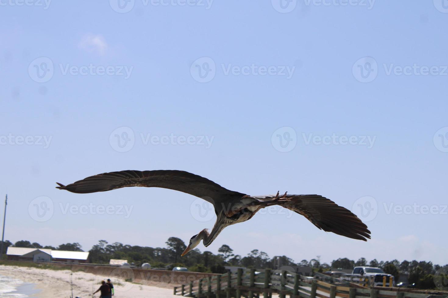 Great Blue Heron Around The Seashore photo