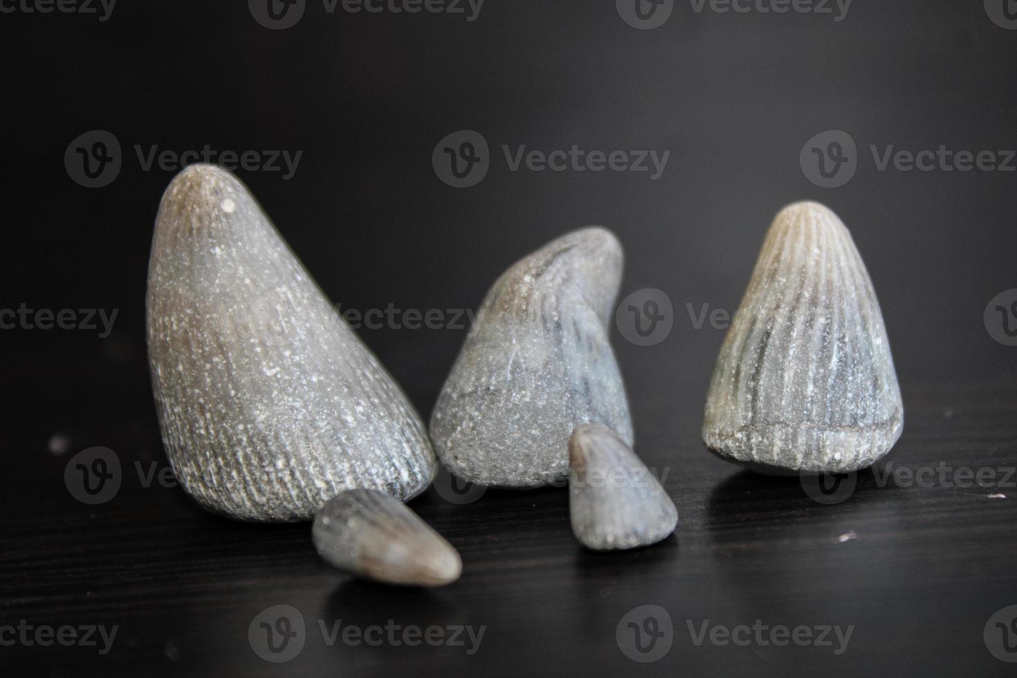 A Pile Of Fossil Layed Out On A Table With A Dark Background. photo