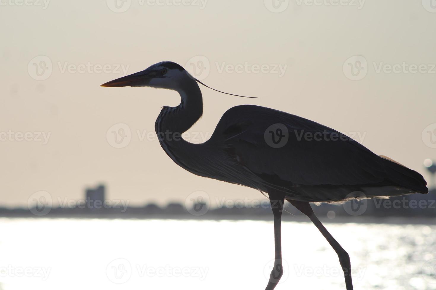 Great Blue Heron Around The Seashore photo