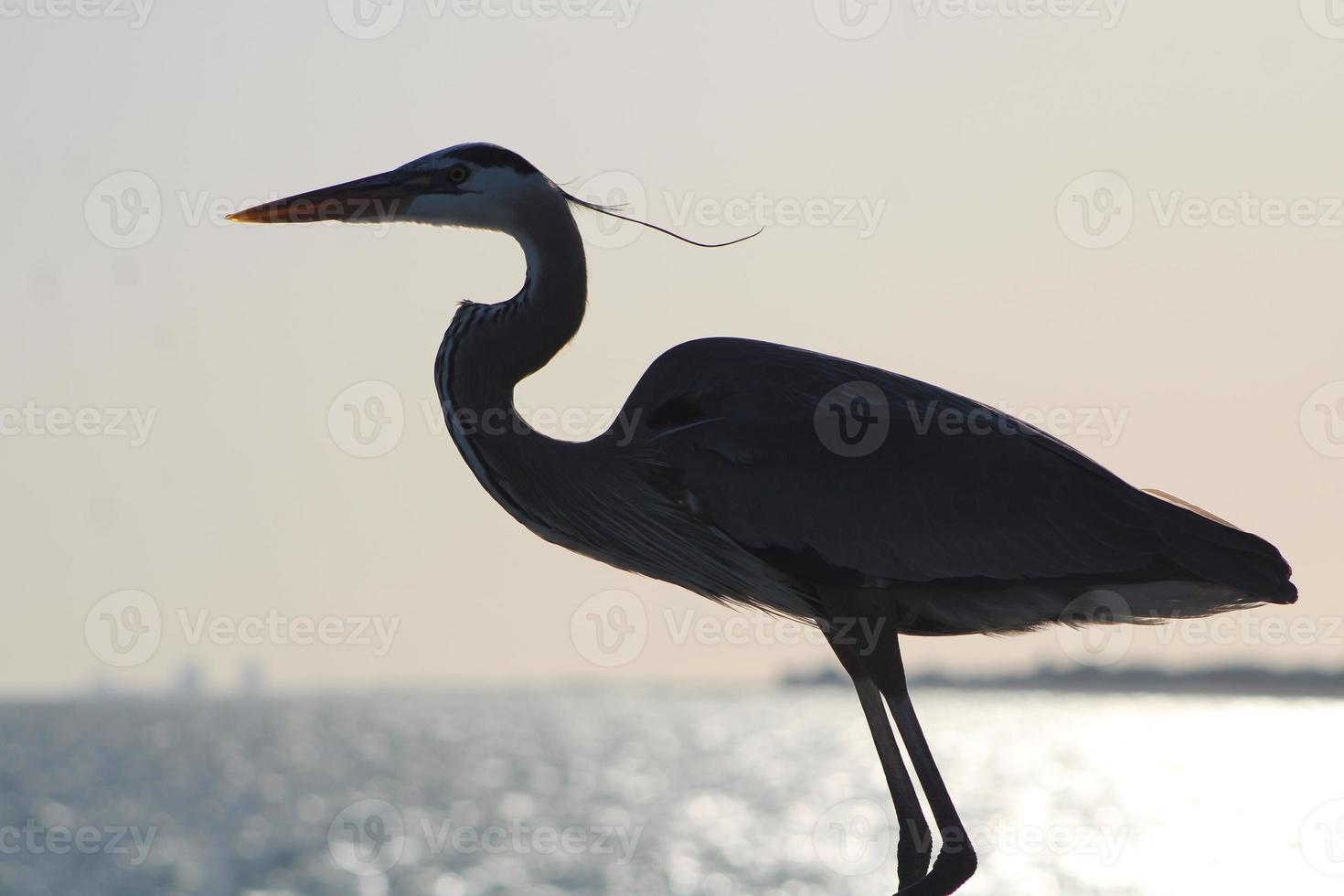 Great Blue Heron Around The Seashore photo