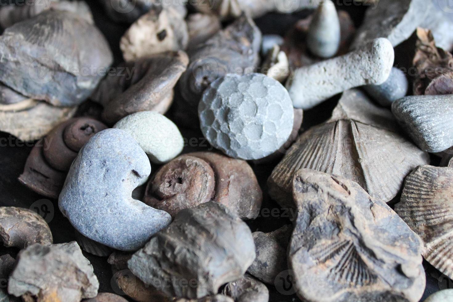 A Pile Of Fossil Layed Out On A Table With A Dark Background. photo