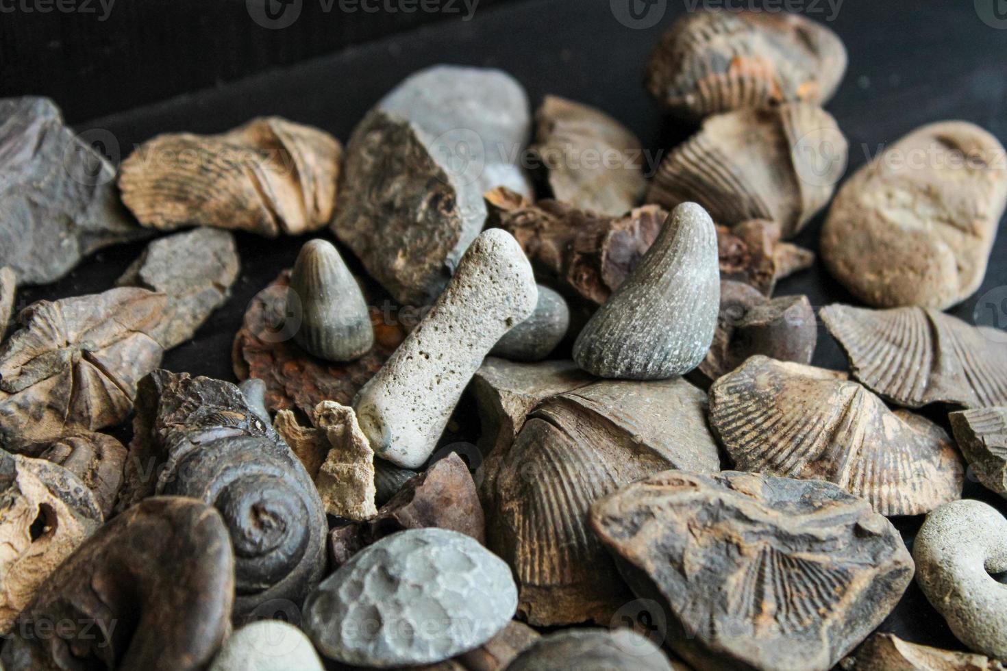 A Pile Of Fossil Layed Out On A Table With A Dark Background. photo
