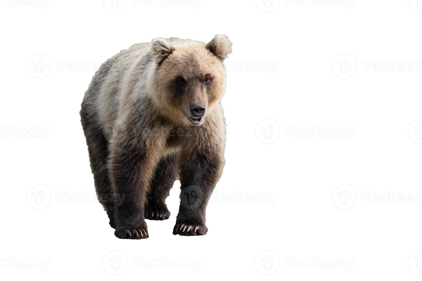 Terrible wild brown bear. Isolated on white background, copy space photo