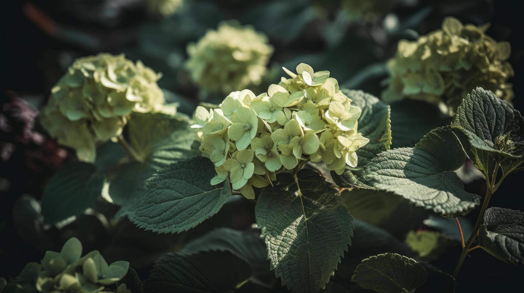 Hydrangea flower background. Illustration photo
