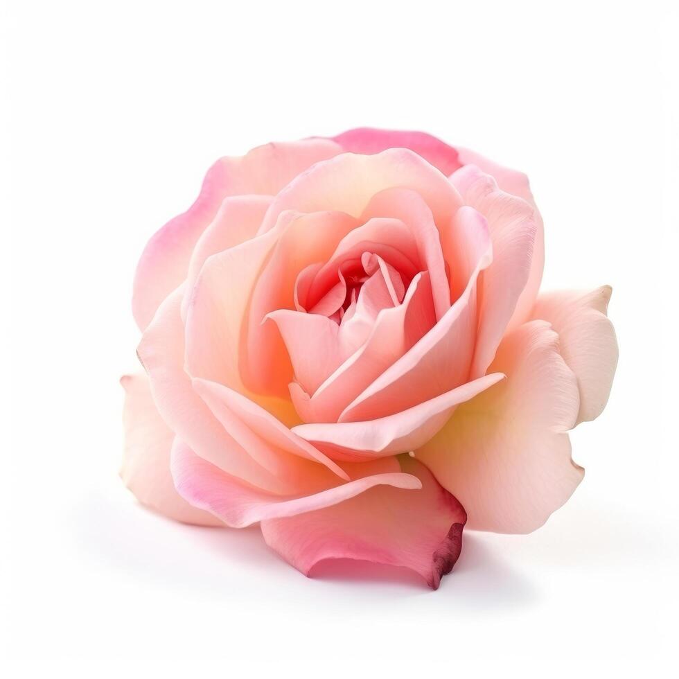 Rose flower isolated. Illustration photo