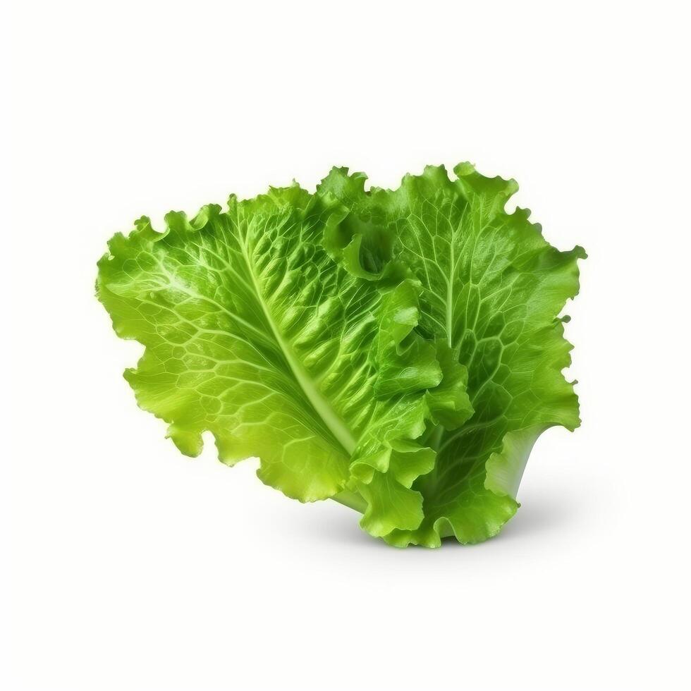 Green lettuce isolated. Illustration photo