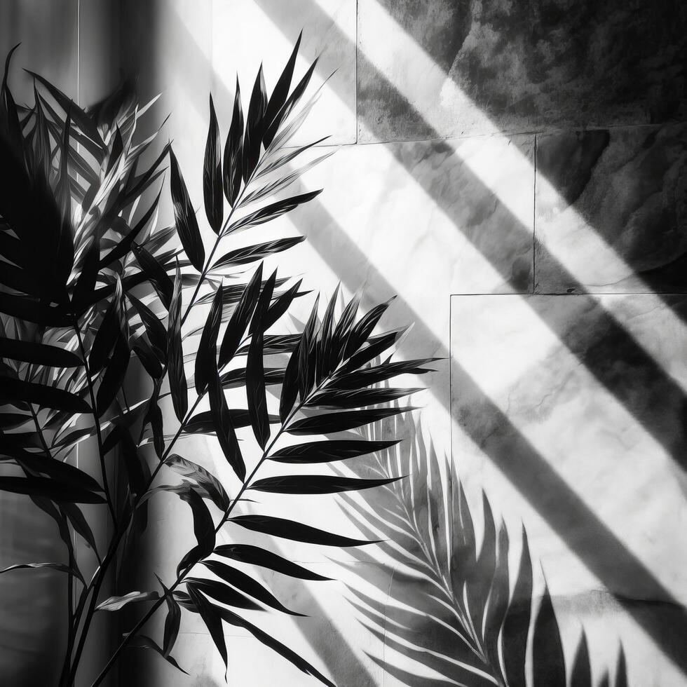 Palm leaves shadow. Illustration photo