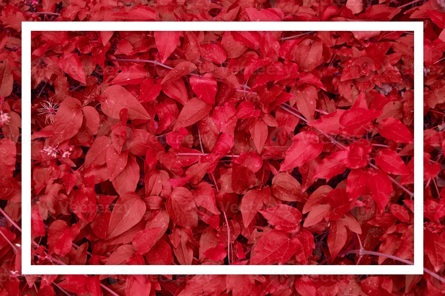 Deep red leaf texture White frame Leaf texture background photo