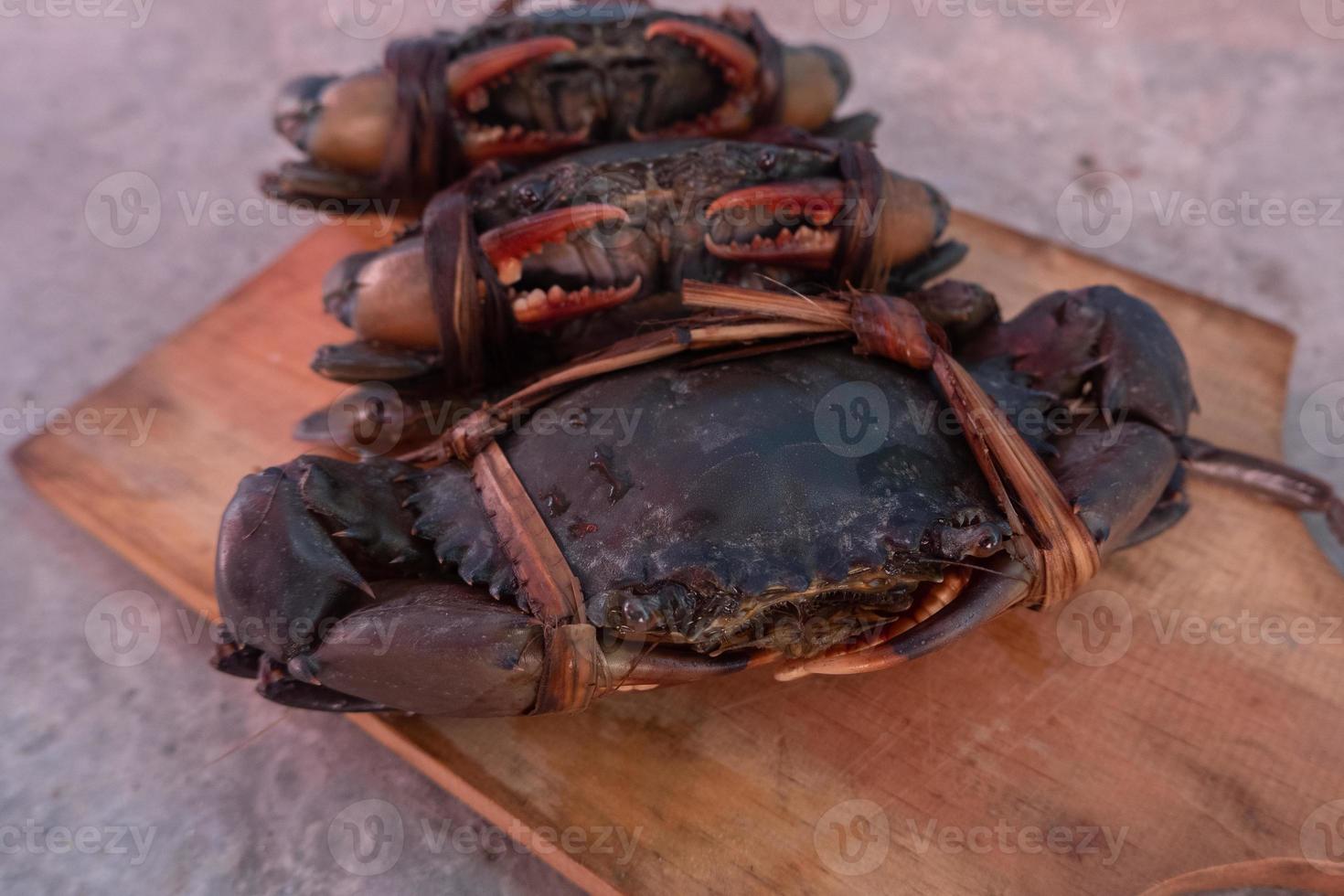 tied black mud crab. Australian Giant Mud Crab or Scylla serrata. Freshly caught and alive photo