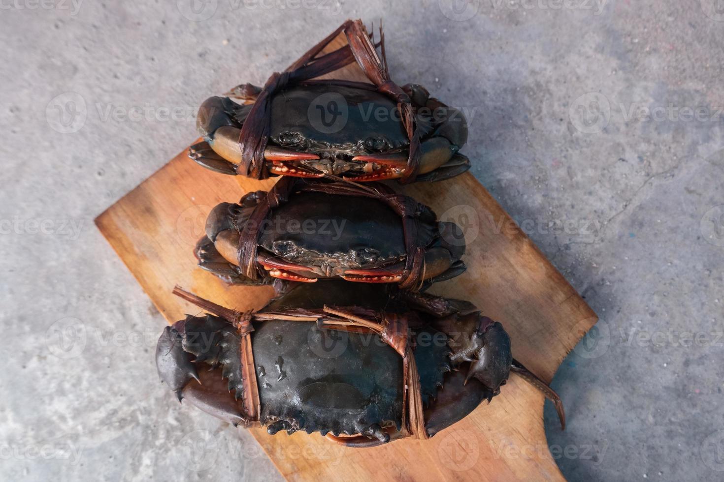 tied black mud crab. Australian Giant Mud Crab or Scylla serrata. Freshly caught and alive