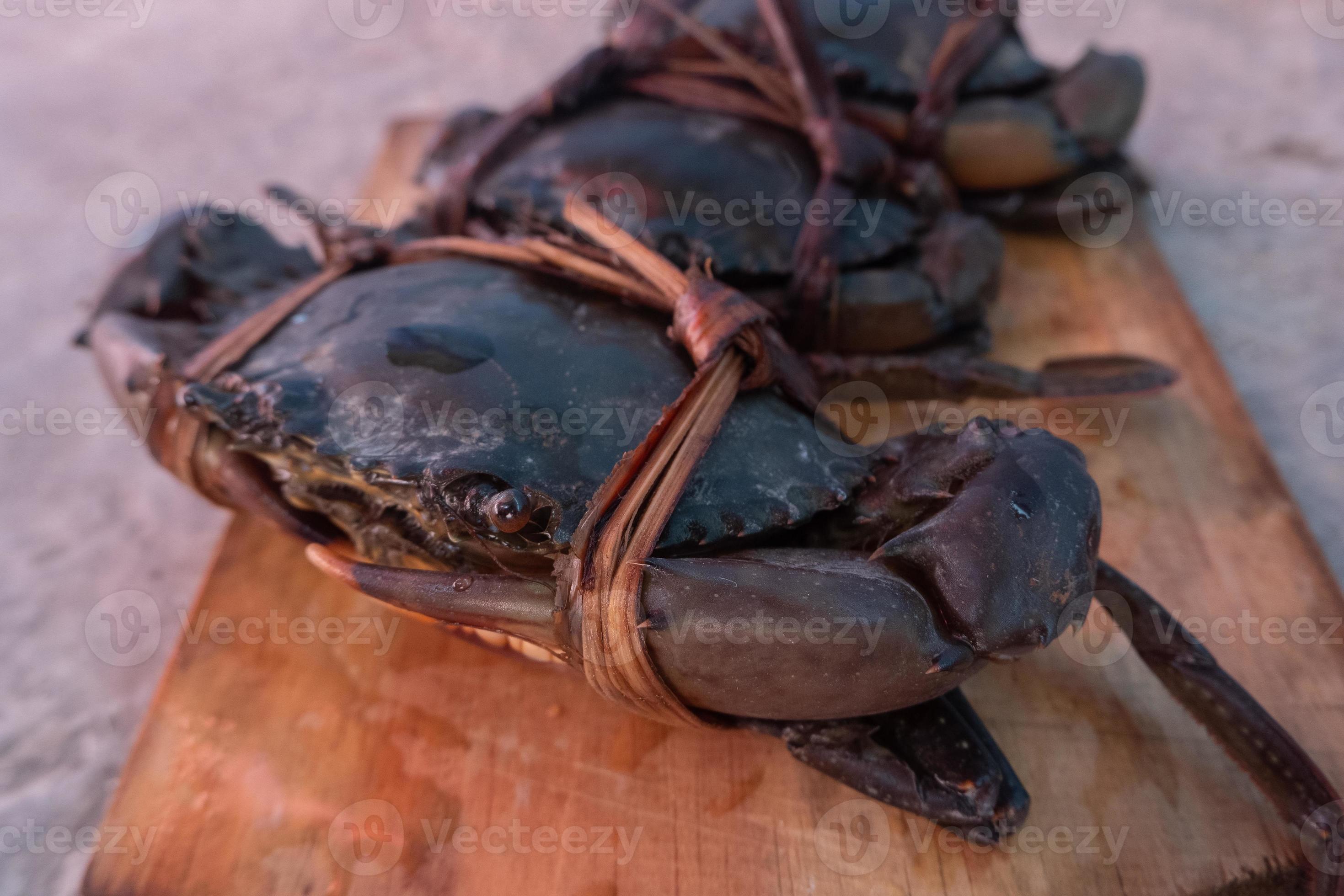 tied black mud crab. Australian Giant Mud Crab or Scylla serrata. Freshly caught and alive