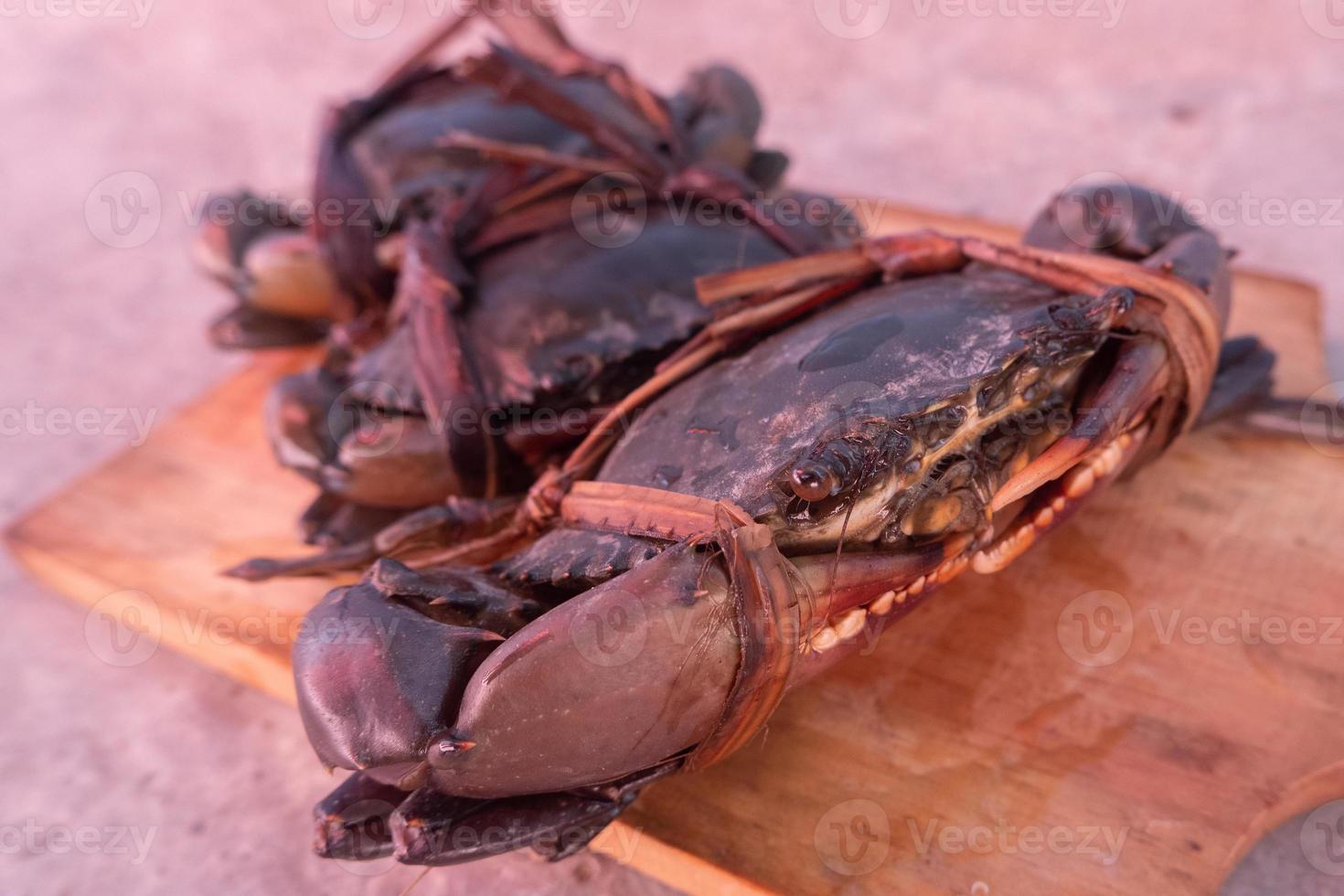 tied black mud crab. Australian Giant Mud Crab or Scylla serrata. Freshly caught and alive photo