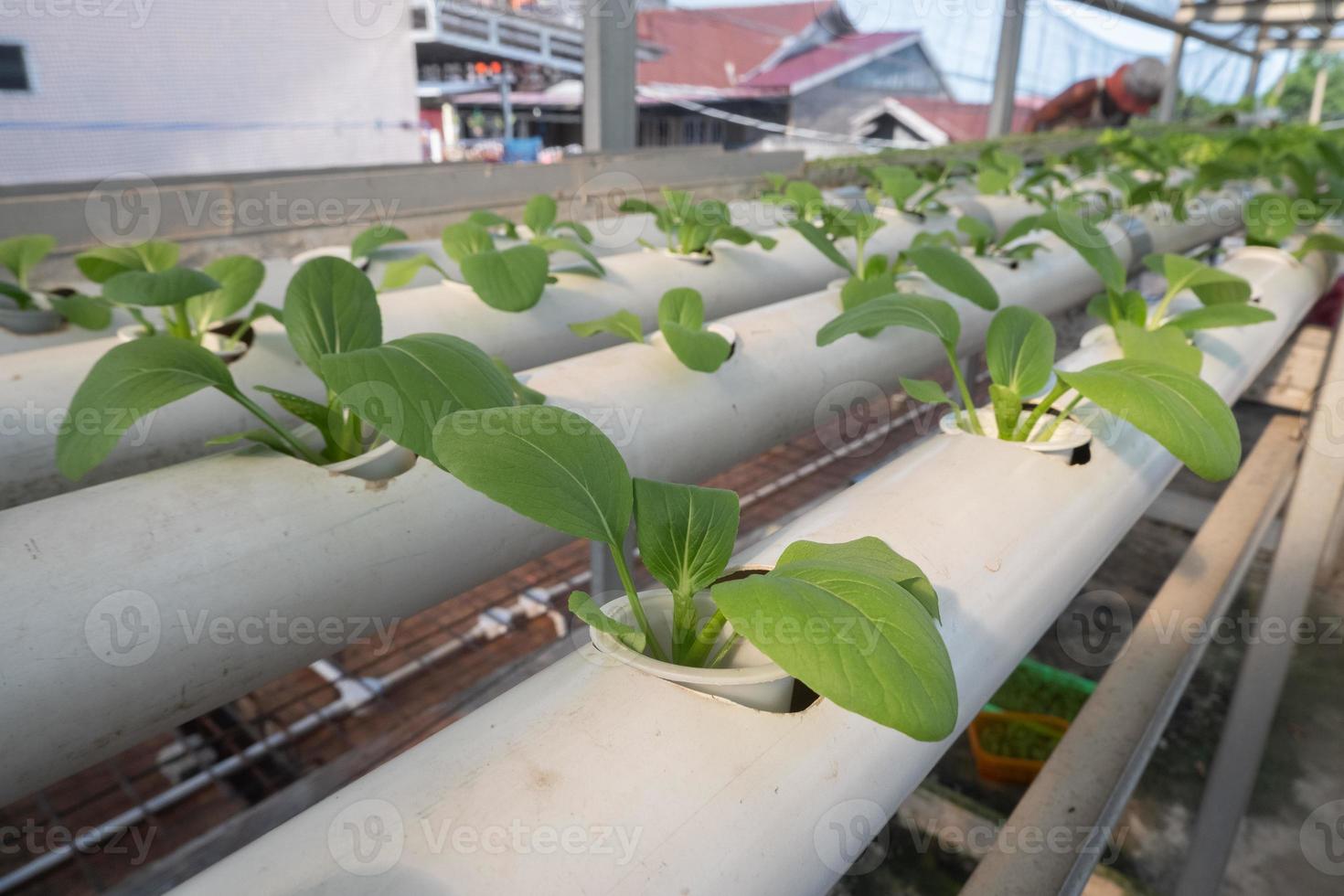 selective focus on lettuce with the hydroponic method, the concept of gardening in the yard of the house photo