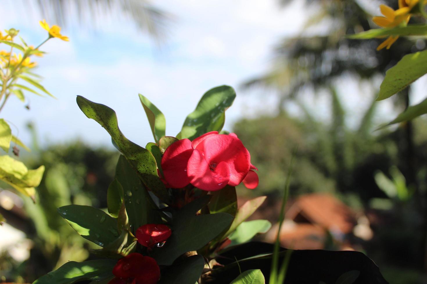 A close-up photo of a red euphorbia mili flower with green leaves and thorny stems. The photo has a blurred background and natural light. The photo can be used for nature, gardening, or botany concept