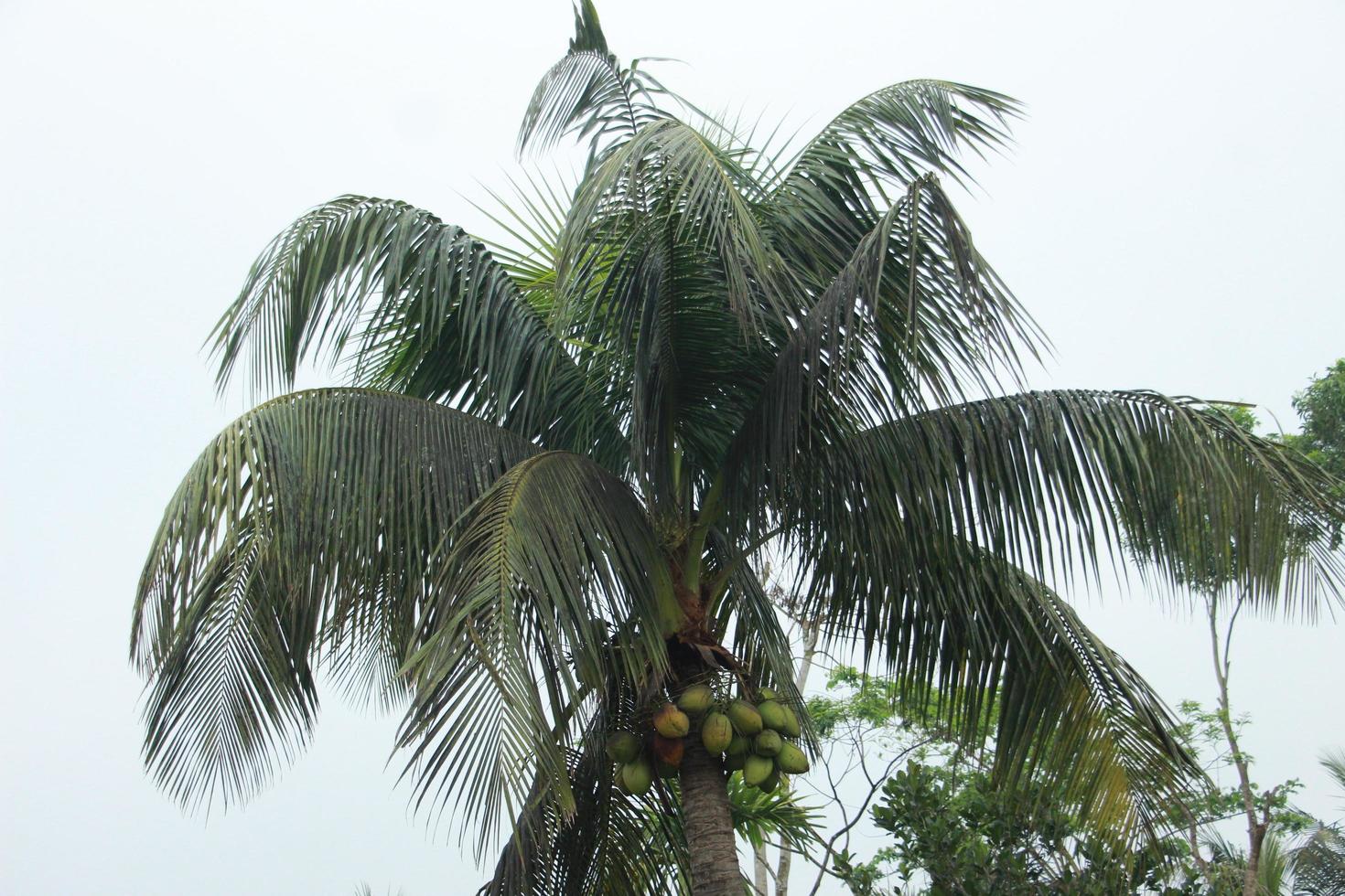 A coconut tree in the jungle 22336437 Stock Photo at Vecteezy