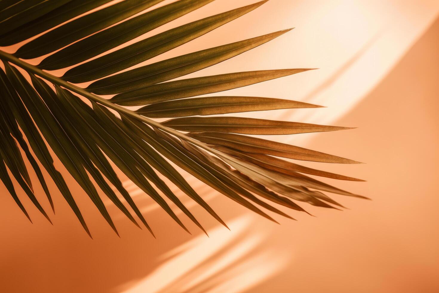 Palm tree sunny background. Illustration photo