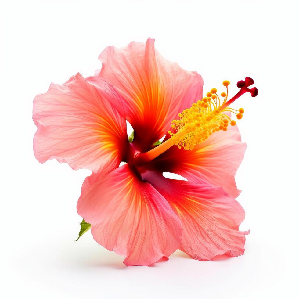 Hibiscus flower isolated. Illustration photo