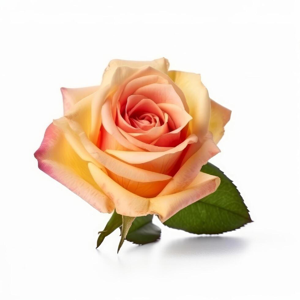 Rose flower isolated. Illustration photo