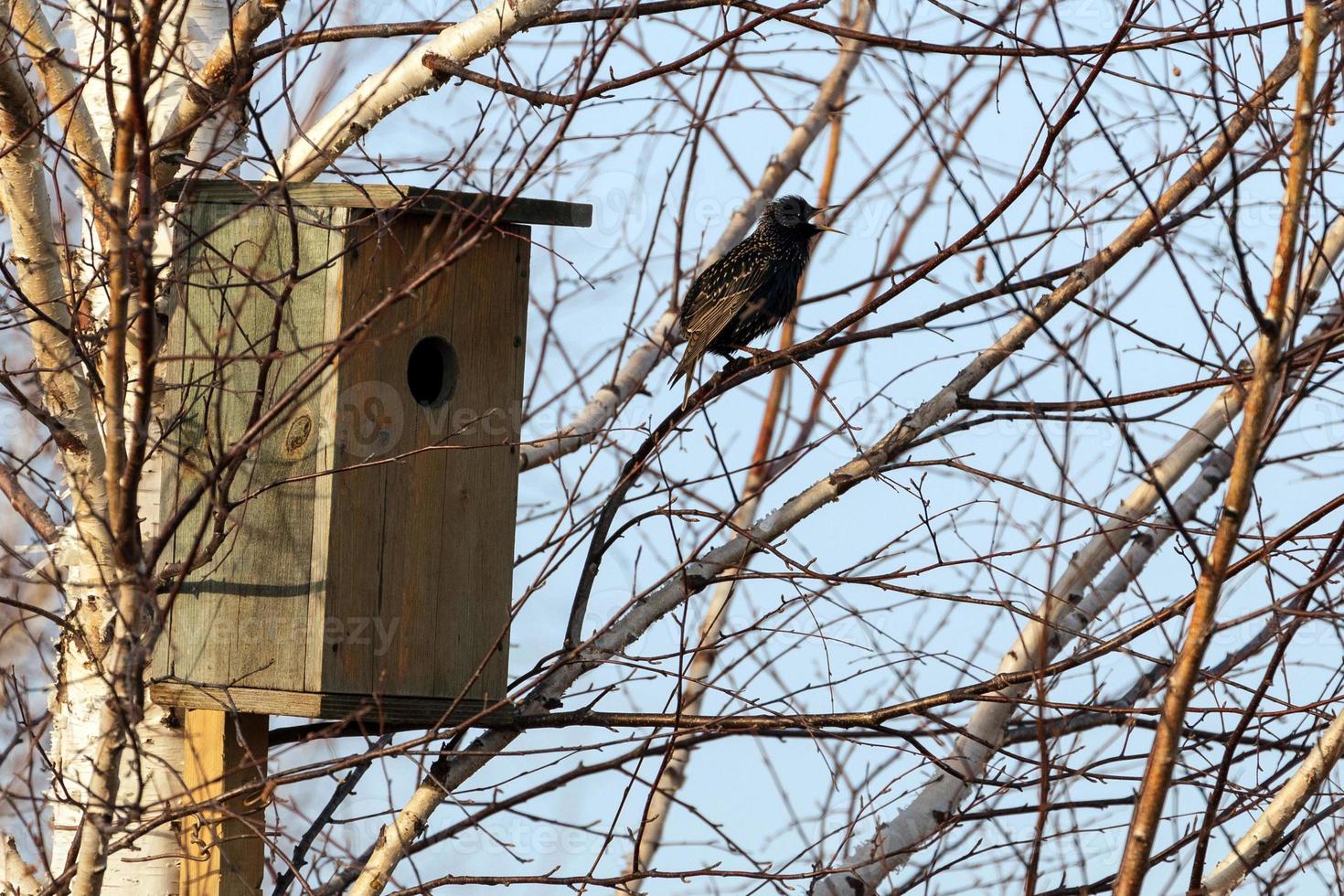 Starling on a birdhouse in the spring forest. Starling sitting on a tree. photo