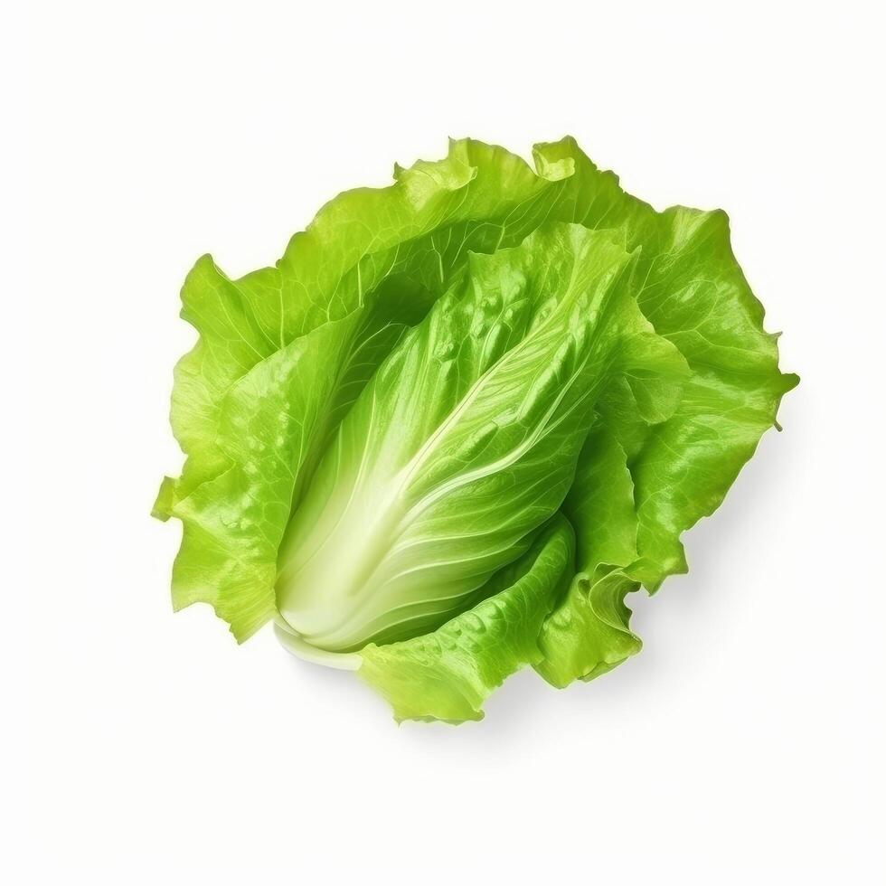 Green lettuce isolated. Illustration photo