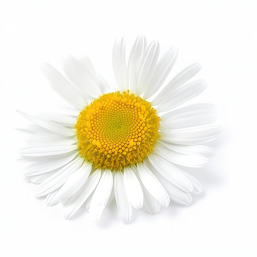 manzanilla flor en blanco antecedentes. ilustración ai generativo foto