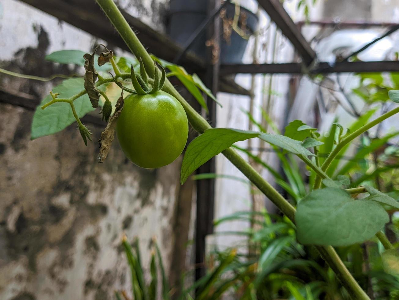 A close up of green cherry tomato or cerasiforme photo