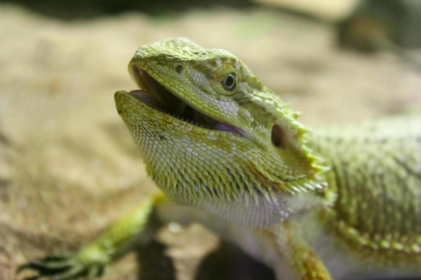 Green lizard on sand photo