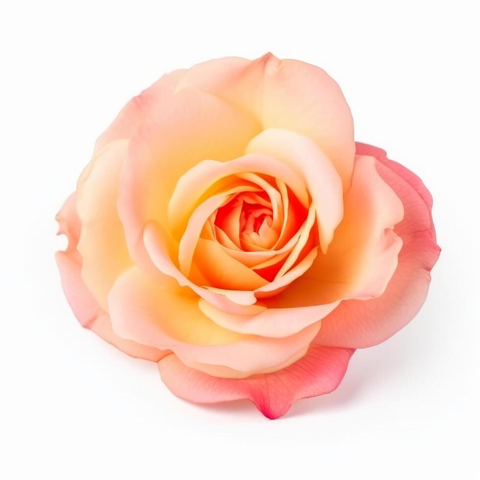 Rose flower isolated. Illustration photo