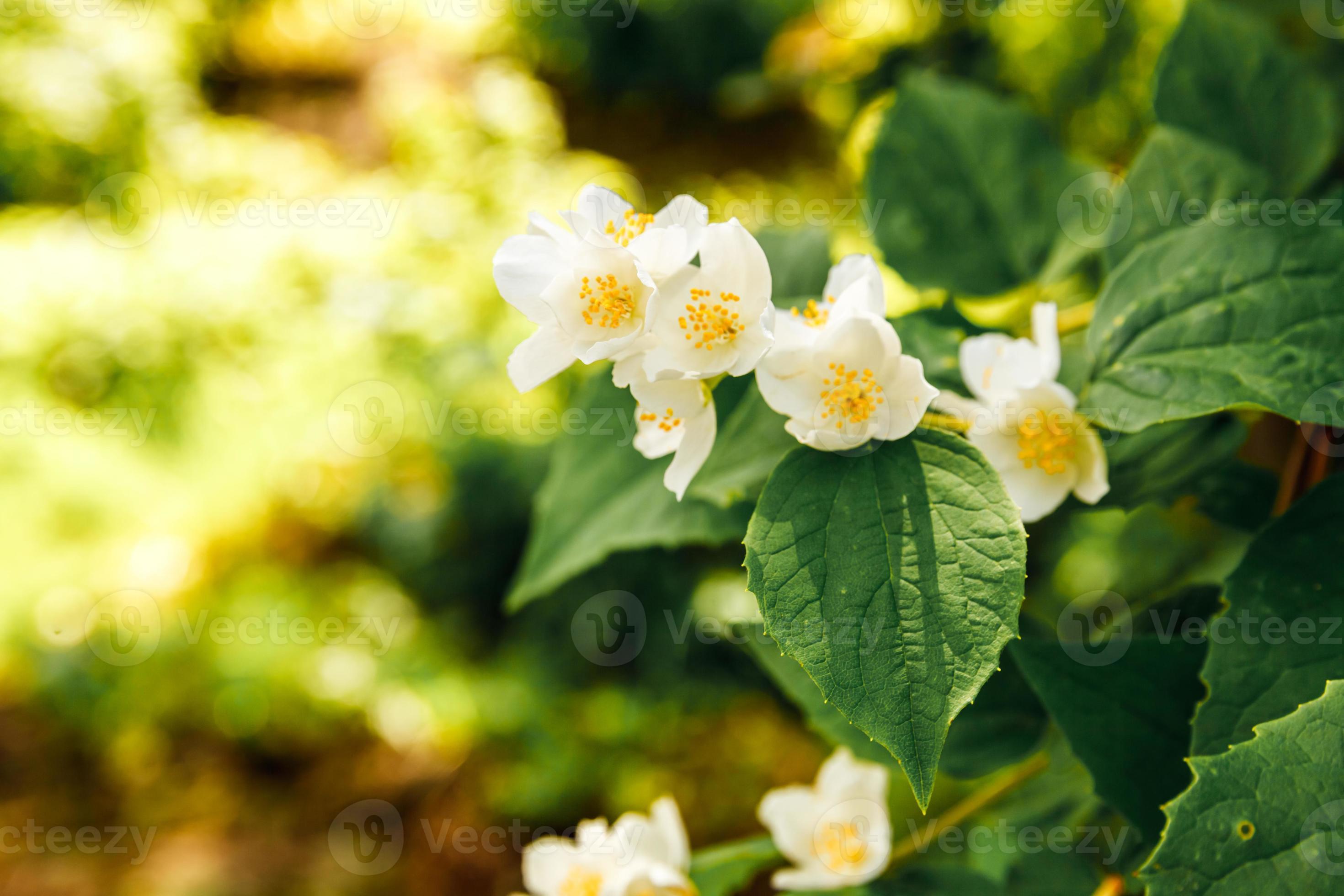 Beautiful white jasmine blossom flowers in spring time. Background with