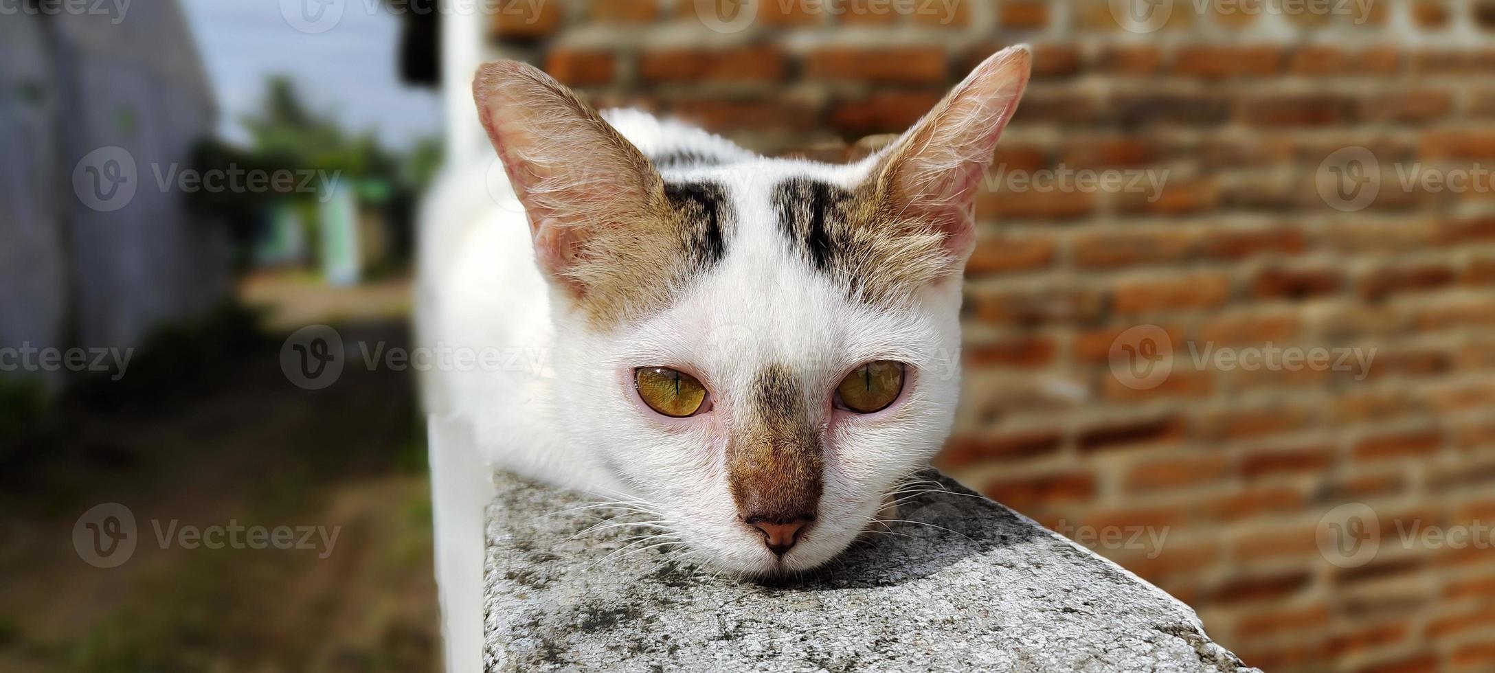 Cute cat face laying on a fence photo