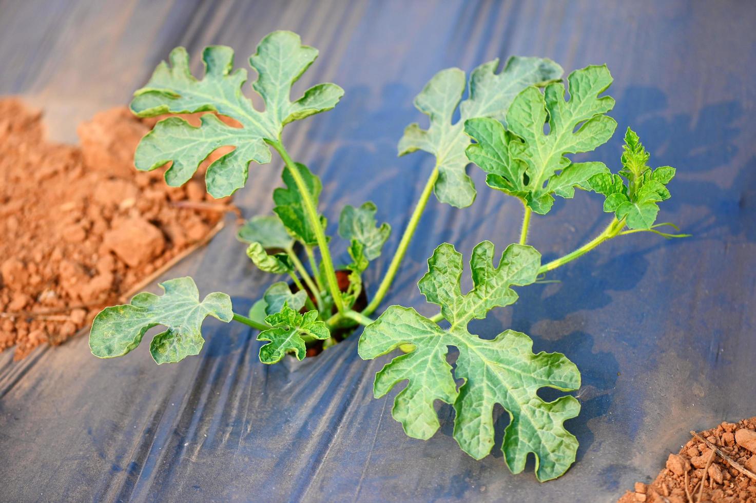 planting watermelon on field with watermelon plant tree on ground agriculture garden watermelon farm with leaf tree plant small on land farmers field with growing in rows green organic photo