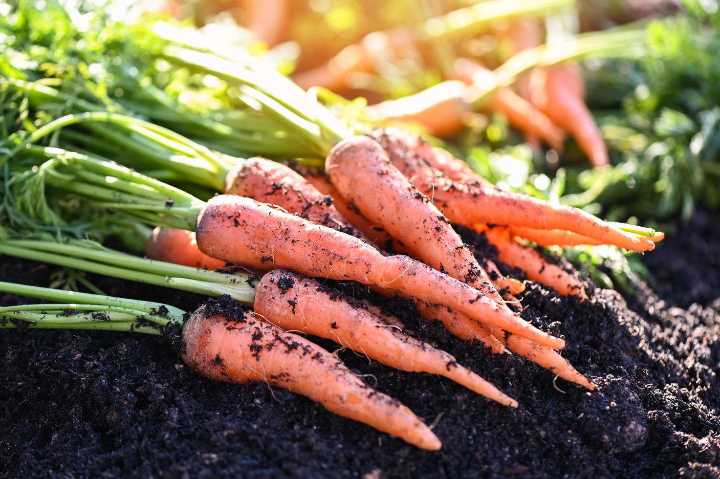 carrot on ground , fresh carrots growing in carrot field vegetable grows in the garden in the soil organic farm harvest agricultural product nature photo