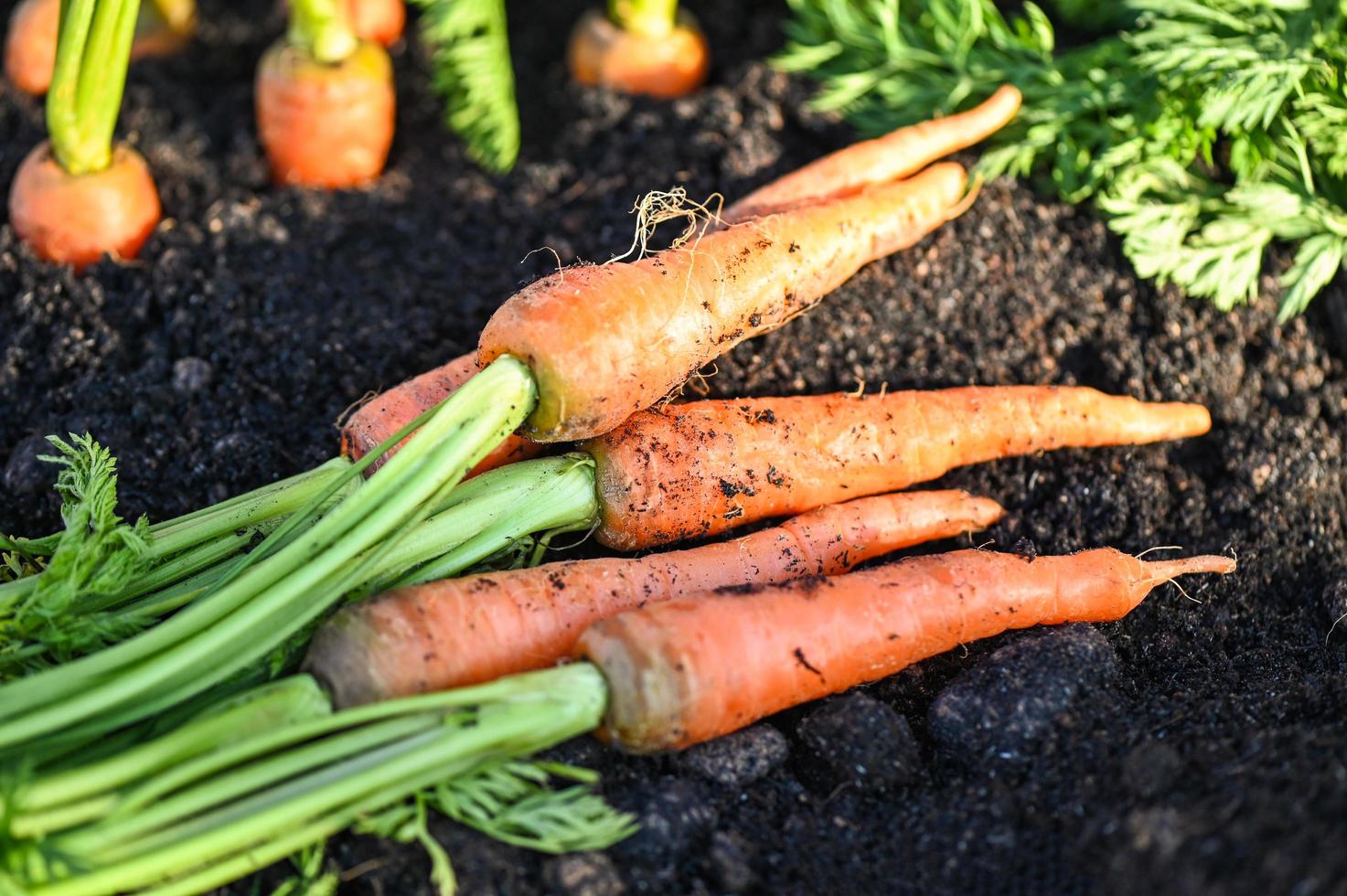 carrot on ground , fresh carrots growing in carrot field vegetable grows in the garden in the soil organic farm harvest agricultural product nature photo