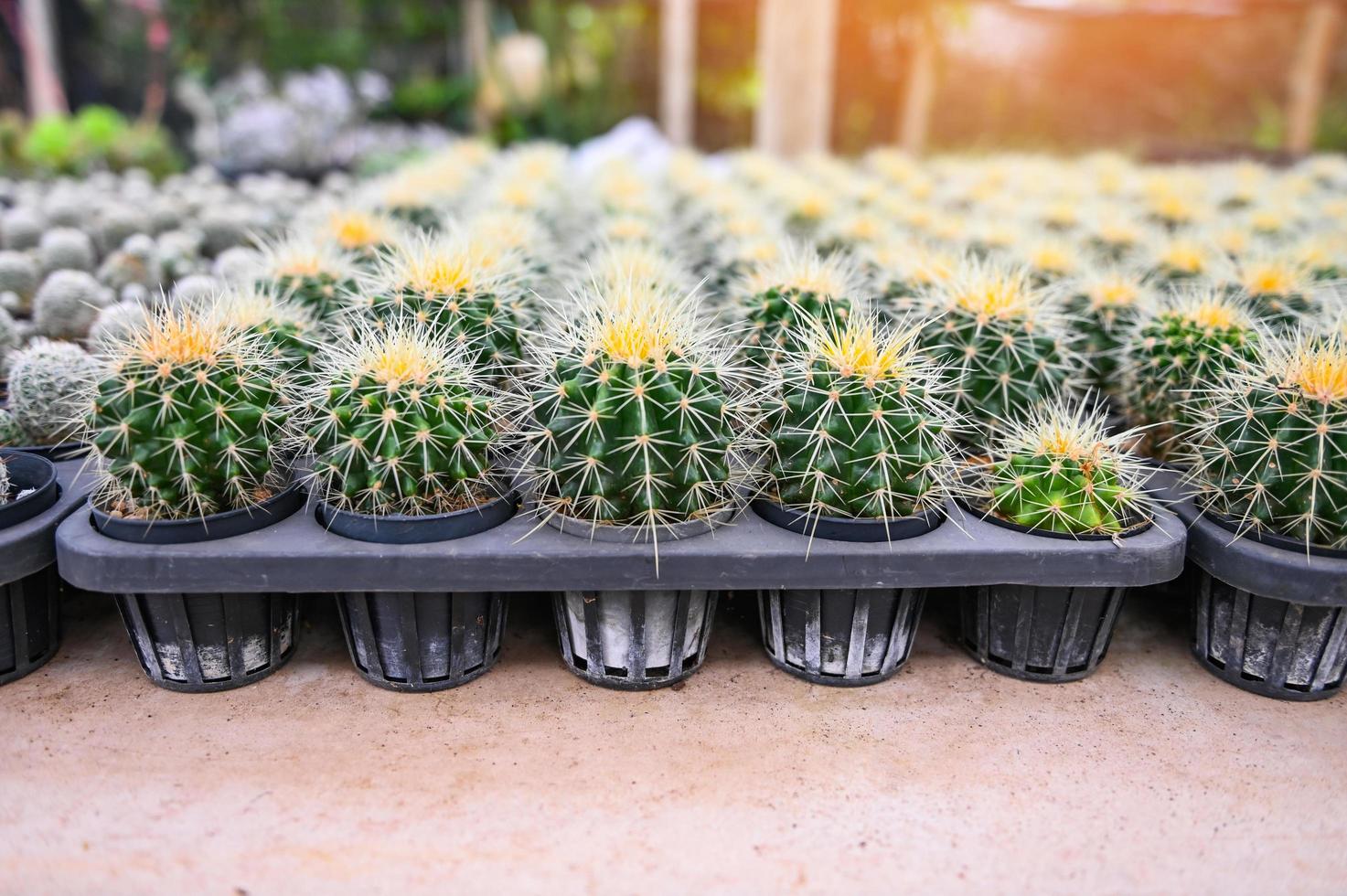 Cactus garden , Cactus pot decorate in the garden, beautiful cactus farm in greenhouse photo