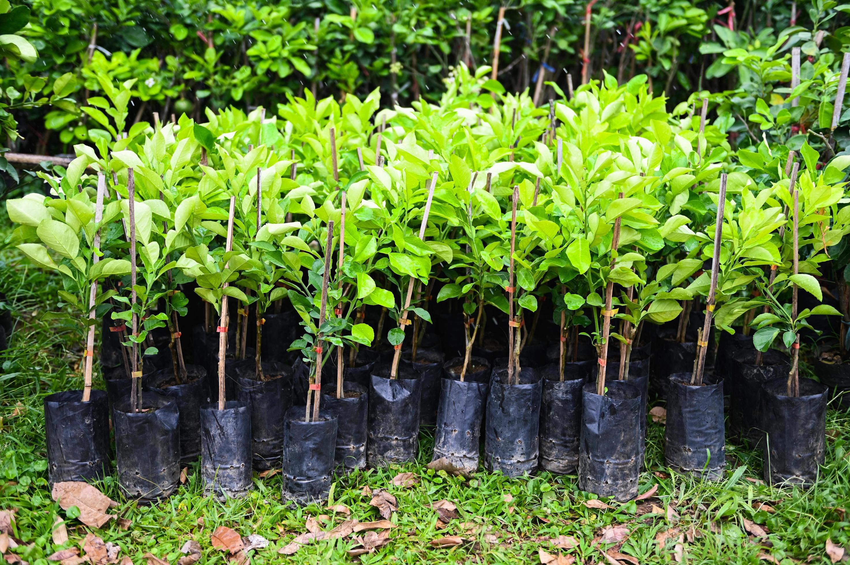 pomelo plant tree , Young plant of pomelo in soil seedling bag for