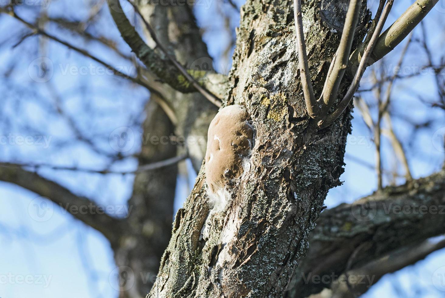 Phellinus pomaceus fungus - bracket fungus on tree trunk photo