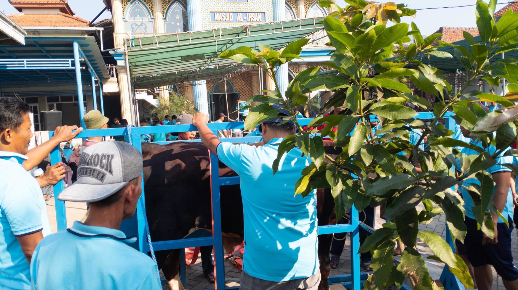 gresik, indonesia, june 2022 - people who are working together to carry out qurbani during Eid al-Adha photo