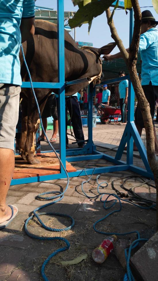 gresik, indonesia, june 2022 - people who are working together to carry out qurbani during Eid al-Adha photo