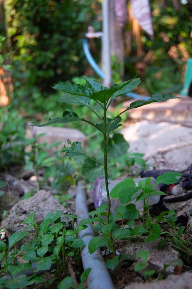 chili plants that grow wild photo