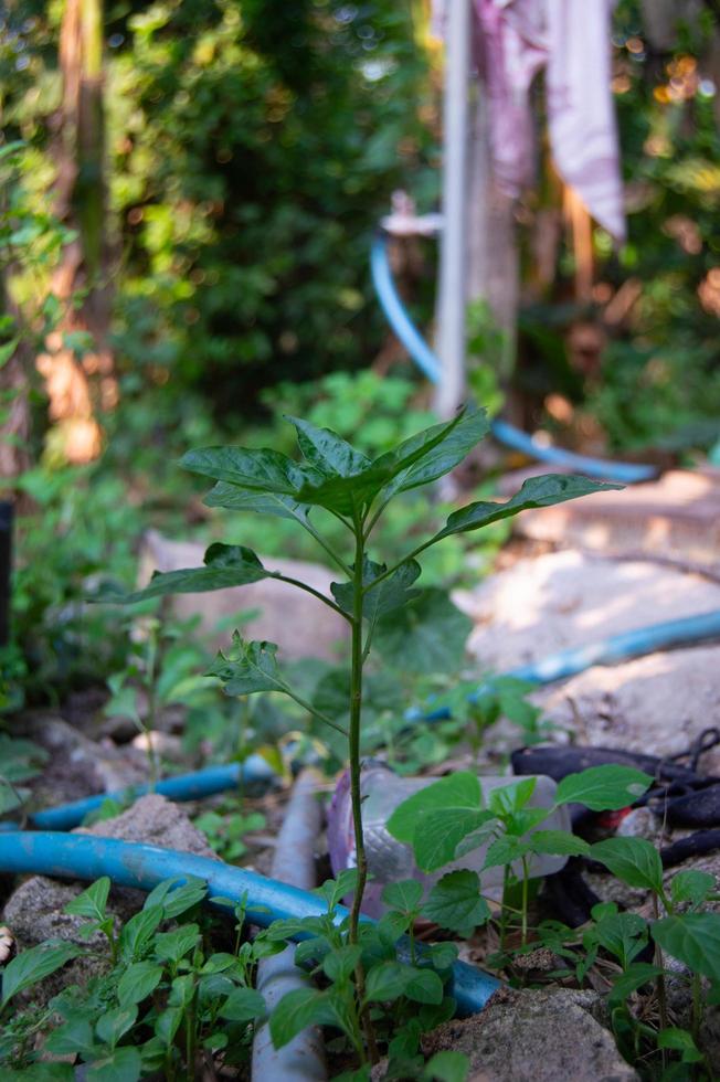 chili plants that grow wild photo